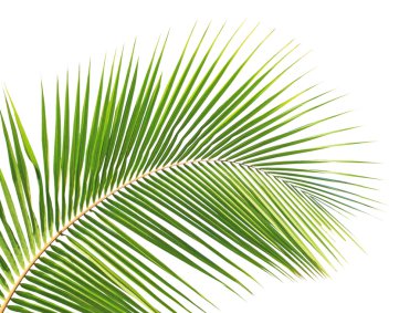 Hindistan cevizi yaprağı izole edilmiş beyaz arkaplan