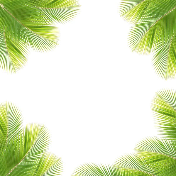Coconut leaf frame isolated white background — Stock Photo, Image