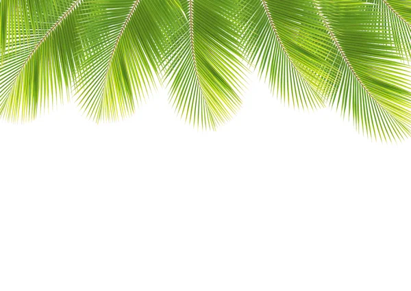 Hindistan cevizi yaprak izole kare beyaz arka plan