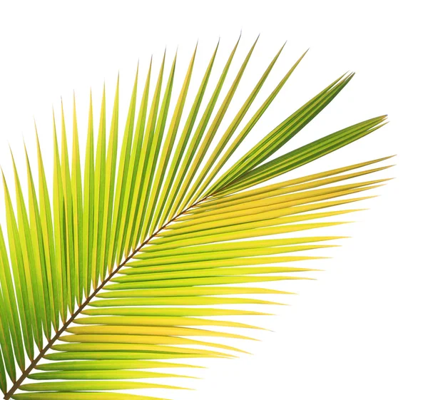 Coconut leaf isolated white background — Stock Photo, Image