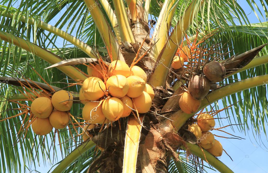 Yellow coconut cluster on coconut tree Stock Photo by ©drpnncpp 116629910
