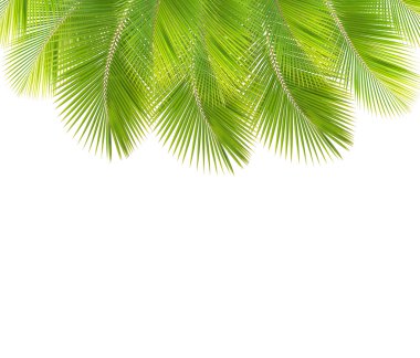 Hindistan cevizi yaprak izole sınır beyaz arka plan