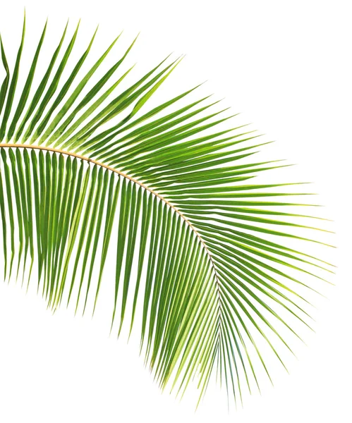 Coconut leaf isolated white background — Stock Photo, Image