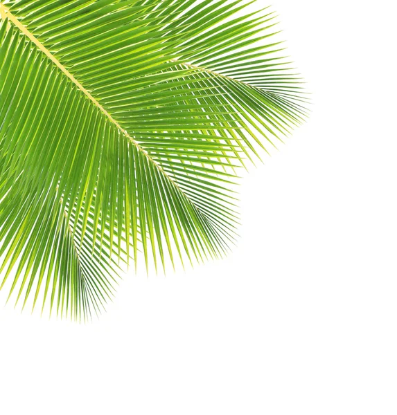 Coconut leaf isolated on white background — Stock Photo, Image