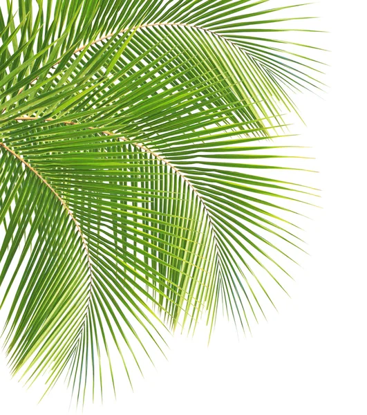 ココナッツの葉の隔離された白い背景 — ストック写真