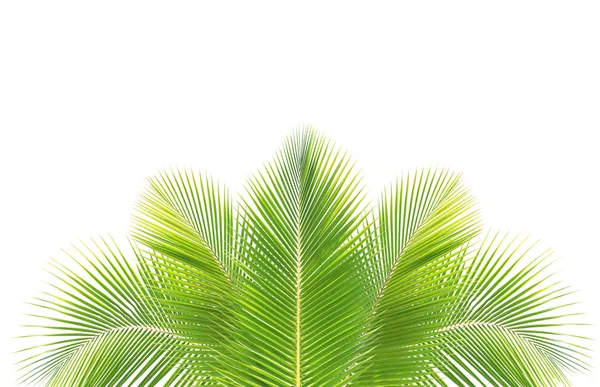 Coconut leaf isolated on white background — Stock Photo, Image