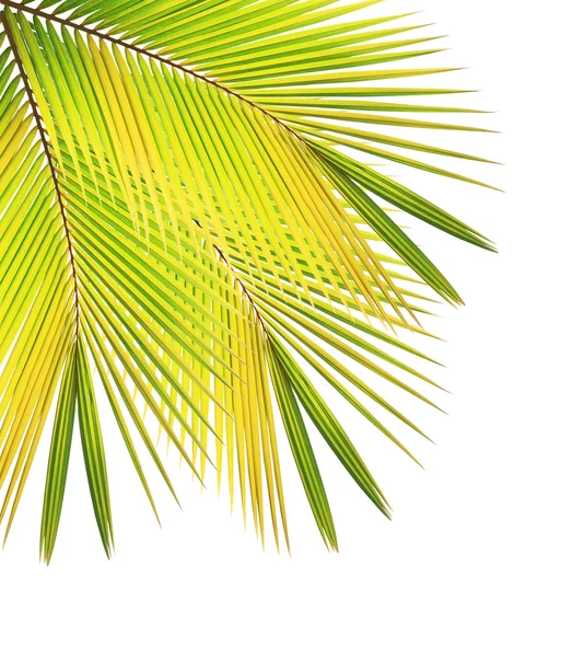 Coconut leaf isolated white background — Stock Photo, Image