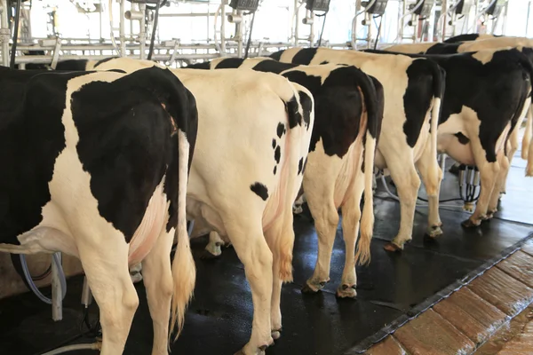 Kráva dojící zařízení ve farmě — Stock fotografie