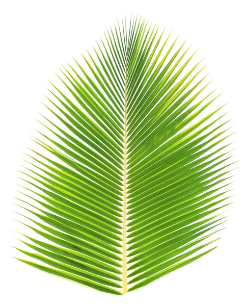 Kokosnussblatt isoliert auf weißem Hintergrund — Stockfoto