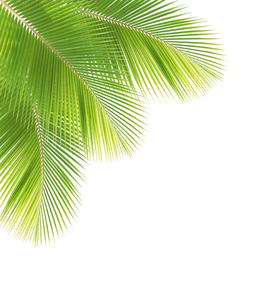 Beyaz arkaplanda hindistan cevizi yaprağı izole edildi