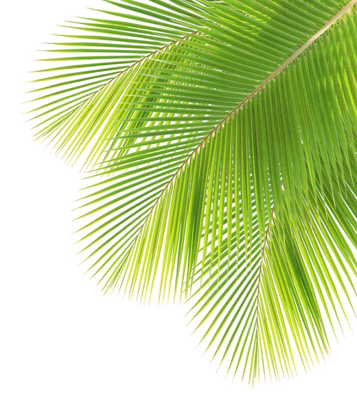 Coconut leaf isolated on white background — Stock Photo, Image