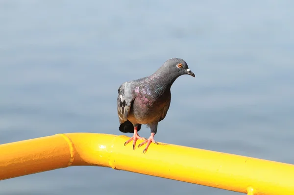 黄色の金属バーにとまる鳩 — ストック写真