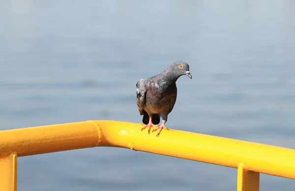 노란 금속 막대에 perching 비둘기 — 스톡 사진