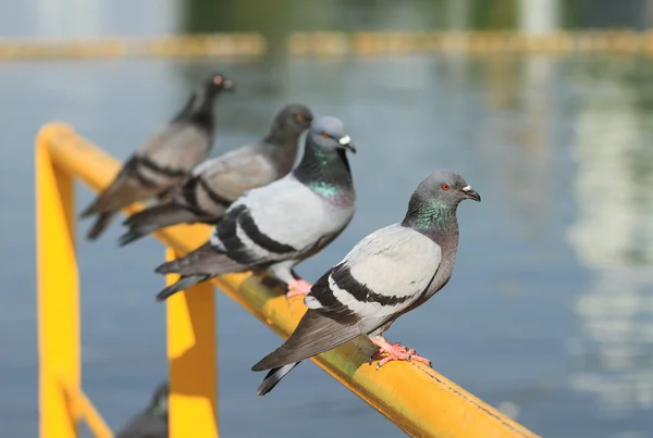 黄色の金属バーにとまる鳩の行 — ストック写真