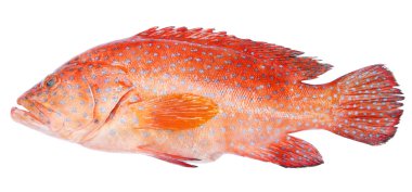 Red-banded grouper isolated on white background clipart