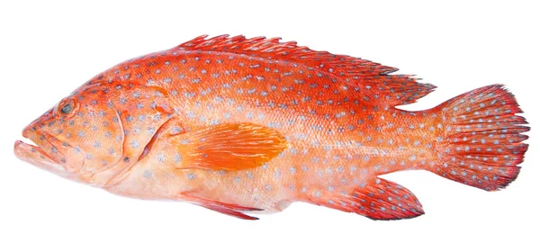 Röd-banded grouper isolerad på vit bakgrund — Stockfoto