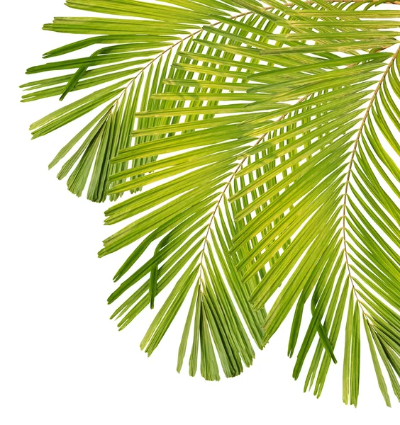 Palm leaf isolated on white background — Stock Photo, Image