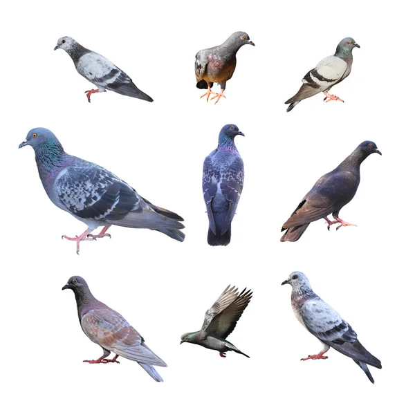 Conjunto de palomas aisladas sobre fondo blanco — Foto de Stock