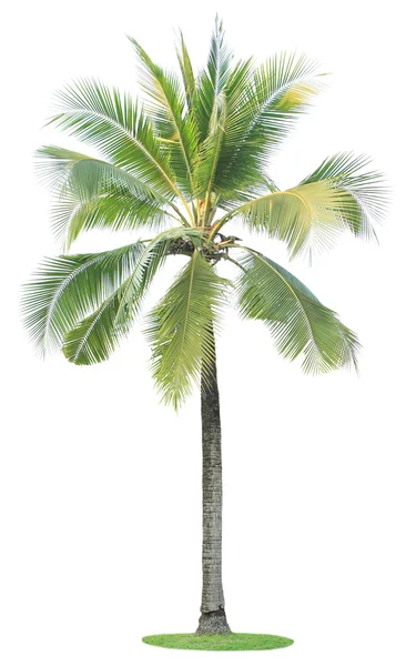 Albero di cocco isolato su sfondo bianco. — Foto Stock
