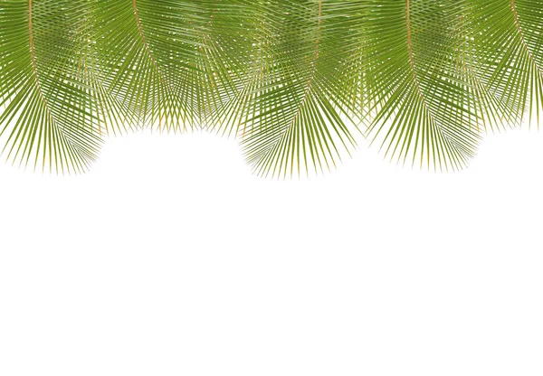 Coconut leaf border isolated on white background — Stock Photo, Image