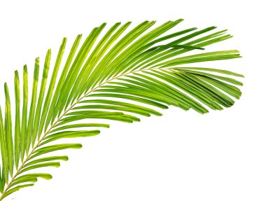 Beyaz arkaplanda yalıtılmış palmiye yaprağı