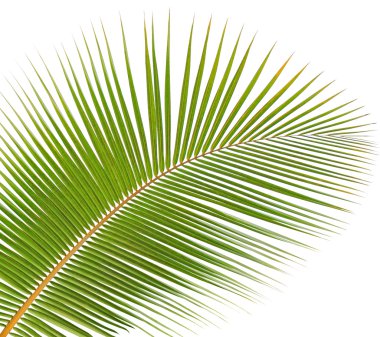 Beyaz arkaplanda hindistan cevizi yaprağı izole edildi