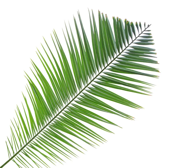 Palm leaf isolated on white background — Stock Photo, Image