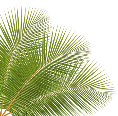 Beyaz arkaplanda hindistan cevizi yaprağı izole edildi