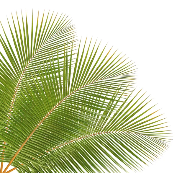Folha de coco isolada sobre fundo branco — Fotografia de Stock