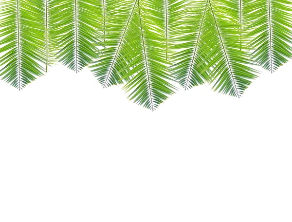 Palm leaf σύνορα απομονώνονται σε λευκό φόντο — Φωτογραφία Αρχείου