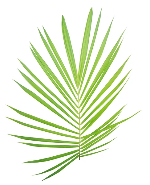 Folha de palma isolada sobre fundo branco — Fotografia de Stock