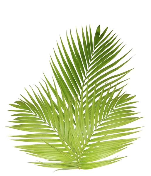 Palm leaf isolated on white background — Stock Photo, Image