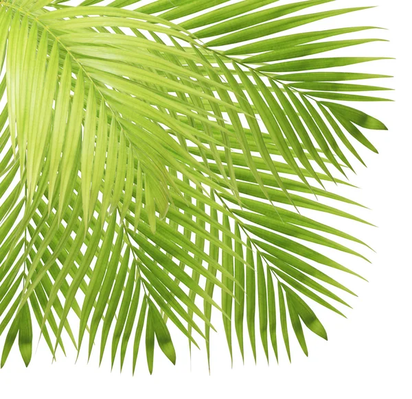Пальмовый лист на белом фоне — стоковое фото
