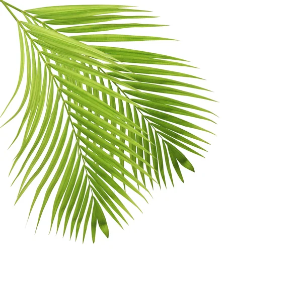 Palm leaf isolated on white background — Stock Photo, Image