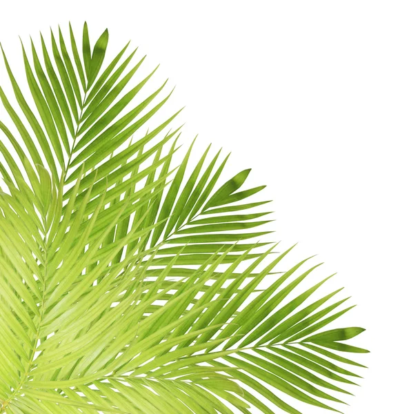 Beyaz arkaplanda yalıtılmış palmiye yaprağı — Stok fotoğraf