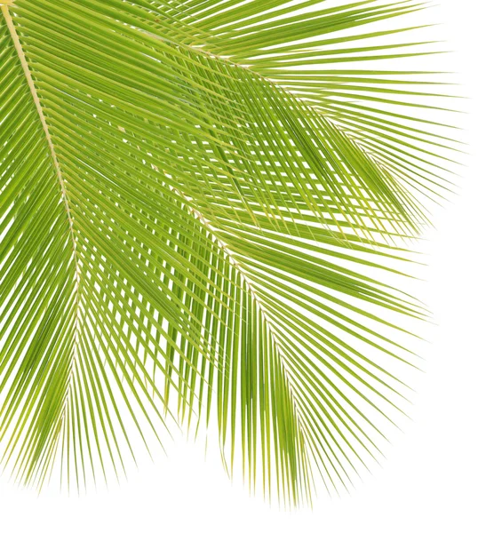 Coconut leaf isolated on white background — Stock Photo, Image