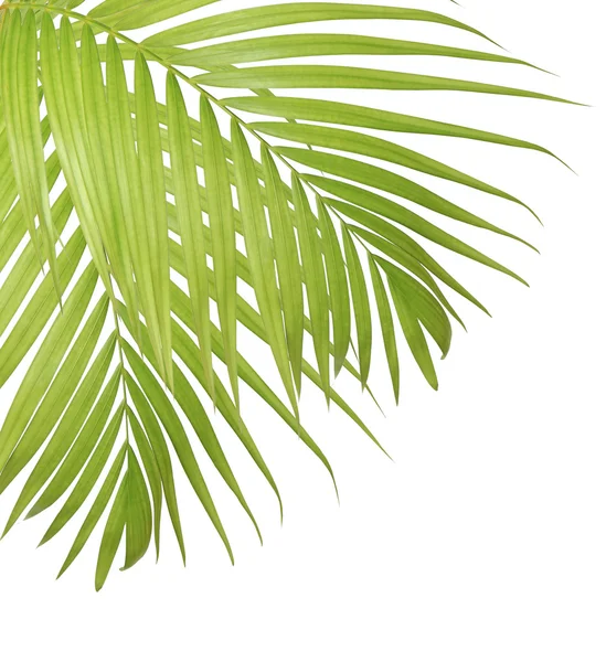 Palmový list izolované na bílém pozadí — Stock fotografie