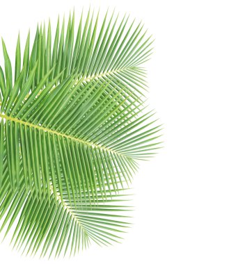 Beyaz arkaplanda hindistan cevizi yaprağı izole edildi