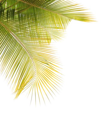 Beyaz arkaplanda hindistan cevizi yaprağı izole edildi