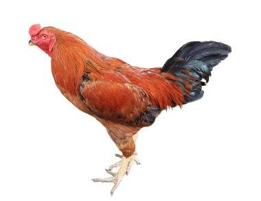 horoz beyaz arkaplanda izole edildi