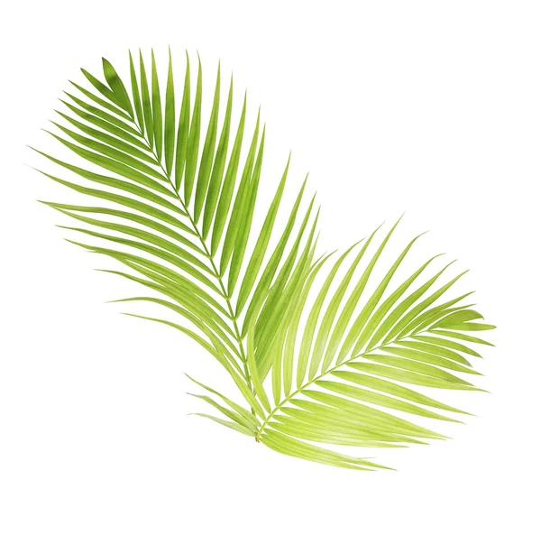 Green palm leaves isolated on white background — Stock Photo, Image