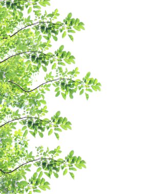 beyaz arkaplanda yeşil yapraklar izole