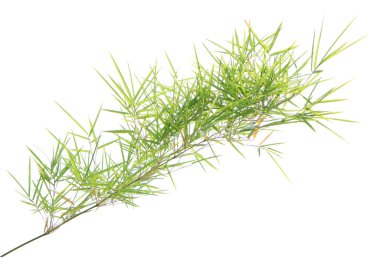 Beyaz arkaplanda yeşil bambu yaprakları