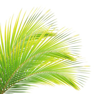 Beyaz arkaplanda hindistan cevizi yaprağı izole edildi