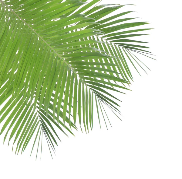 Beyaz arkaplanda yeşil palmiye yaprağı izole — Stok fotoğraf