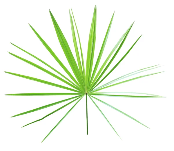 Folha de palma verde isolado no fundo branco — Fotografia de Stock