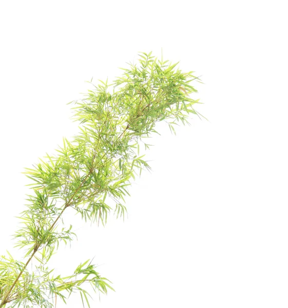 Green bamboo leaves on white background — Stock Photo, Image