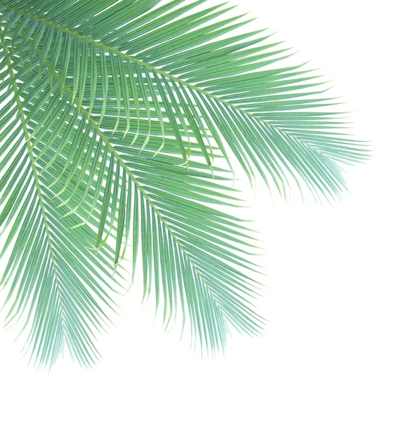 Palm leaf isolated on white background — Stock Photo, Image