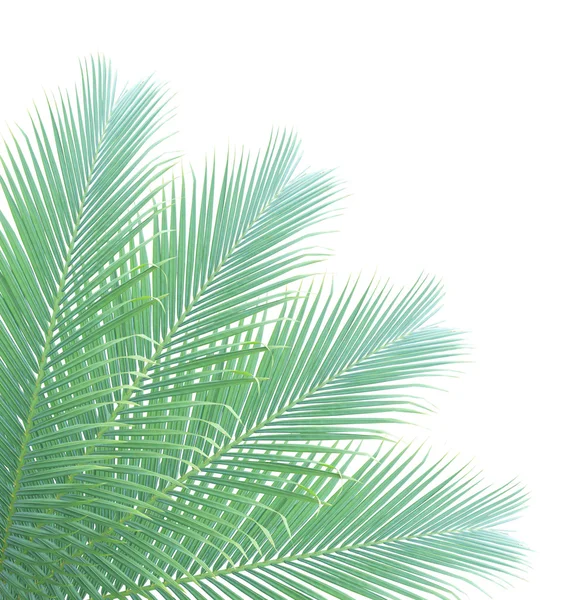 Palm leaf isolated on white background — Stock Photo, Image