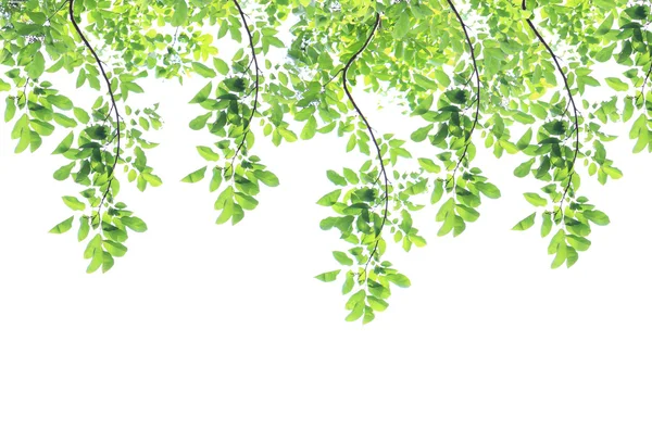 beyaz arkaplanda yeşil yapraklar izole